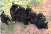 Bear Cubs Form �Conga Line� .