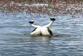 Hooded Grebe - Courtship Dance