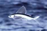 Incredible Flying Fish